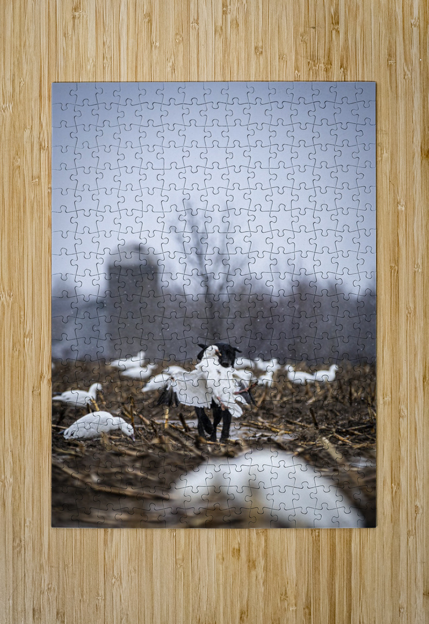 Cole la Legende Francois Lapointe Puzzle printing