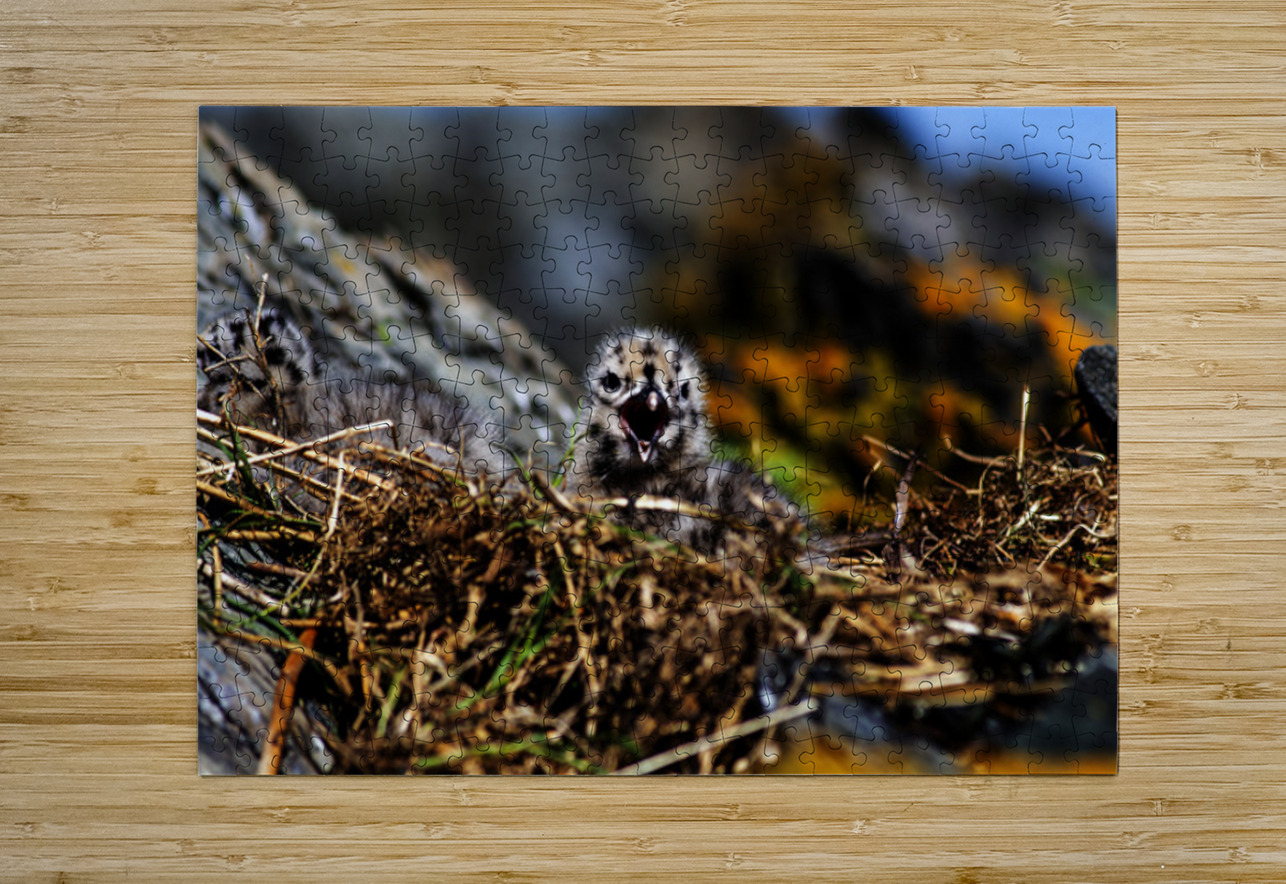 Day older Francois Lapointe Puzzle printing