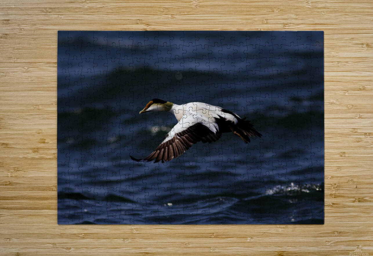 Somateria Francois Lapointe Puzzle printing