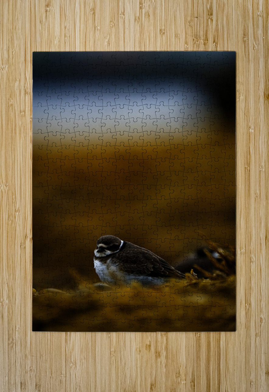 Pretty Plover III Francois Lapointe Puzzle printing