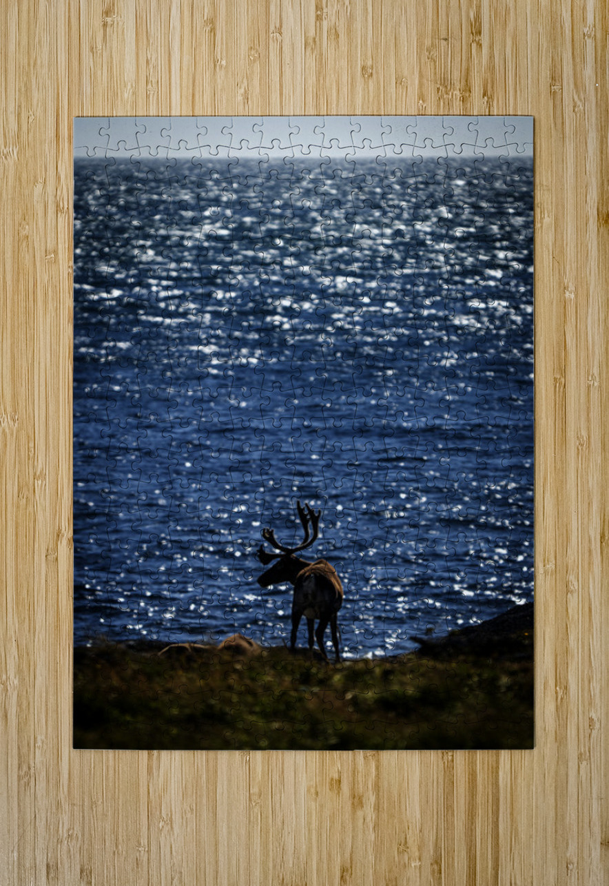 Southern Tundra Bull II Francois Lapointe Puzzle printing