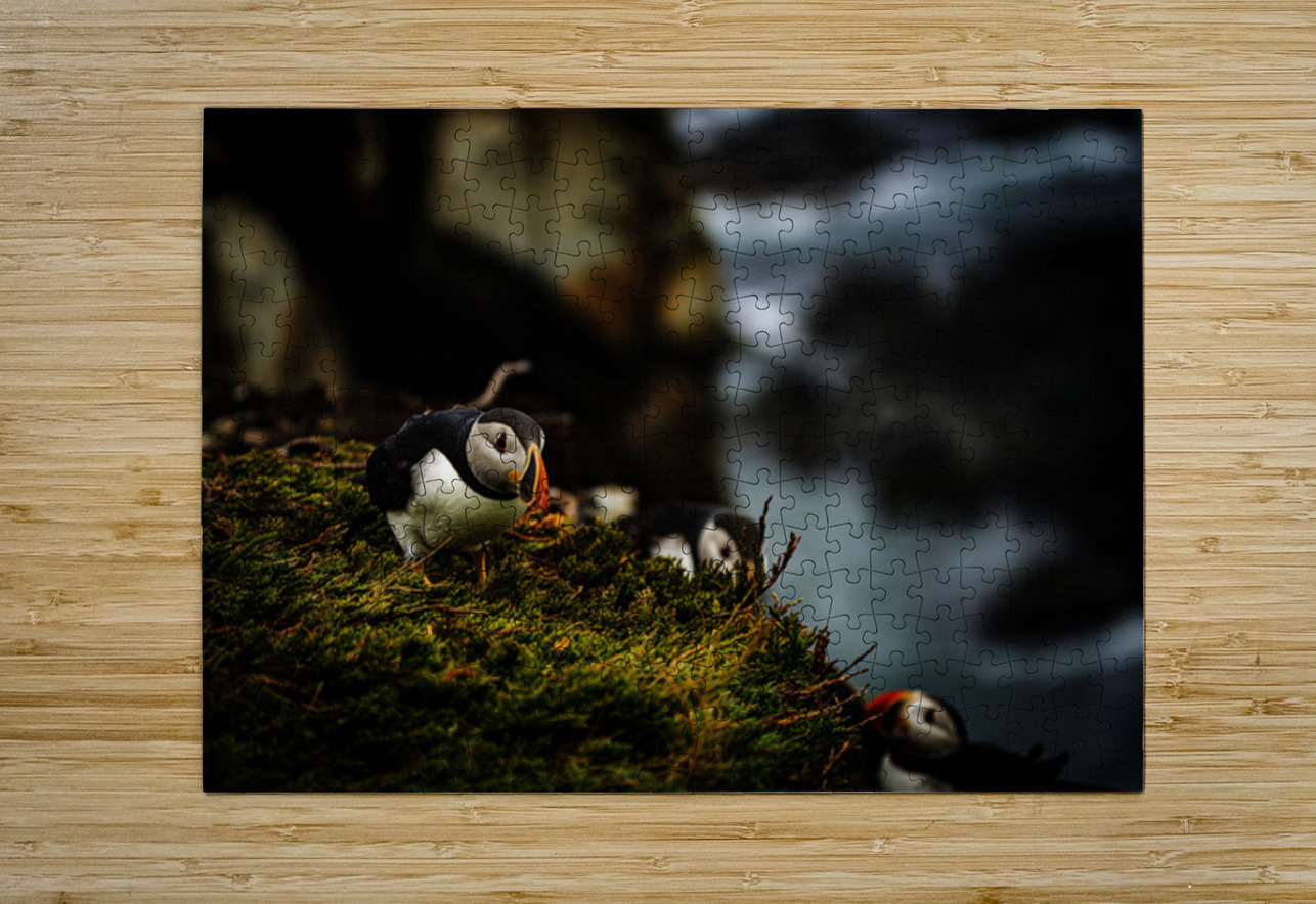 Curious Dude Francois Lapointe Puzzle printing