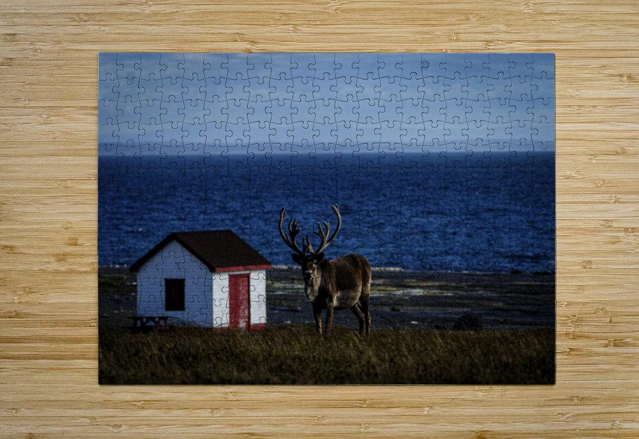 Southern Tundra Bull Francois Lapointe Puzzle printing