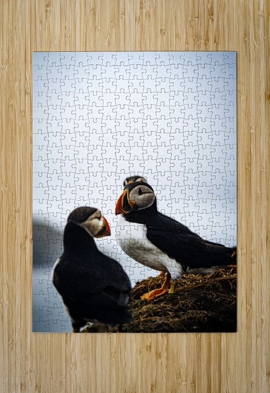 Chillin Puffin II Francois Lapointe Puzzle printing