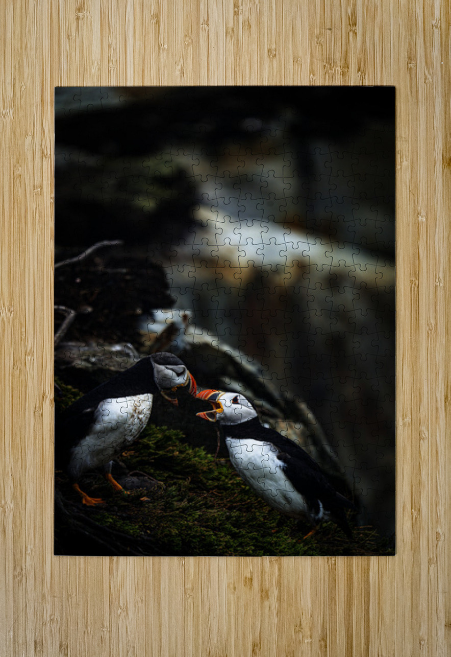 Kissing or Fighting is the question Francois Lapointe Puzzle printing