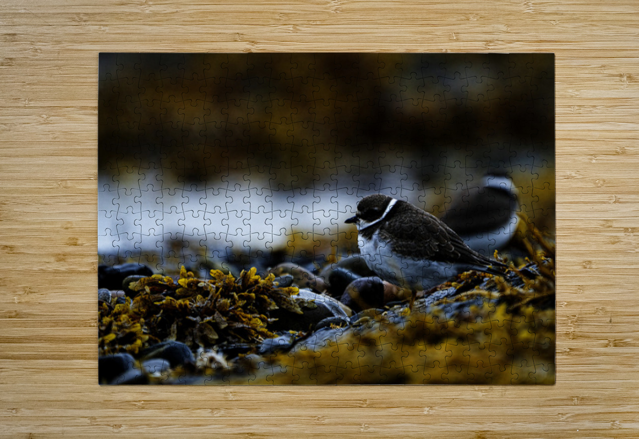 Pretty Plover II Francois Lapointe Puzzle printing
