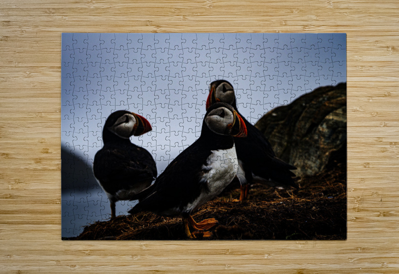 Chillin Puffin Francois Lapointe Puzzle printing