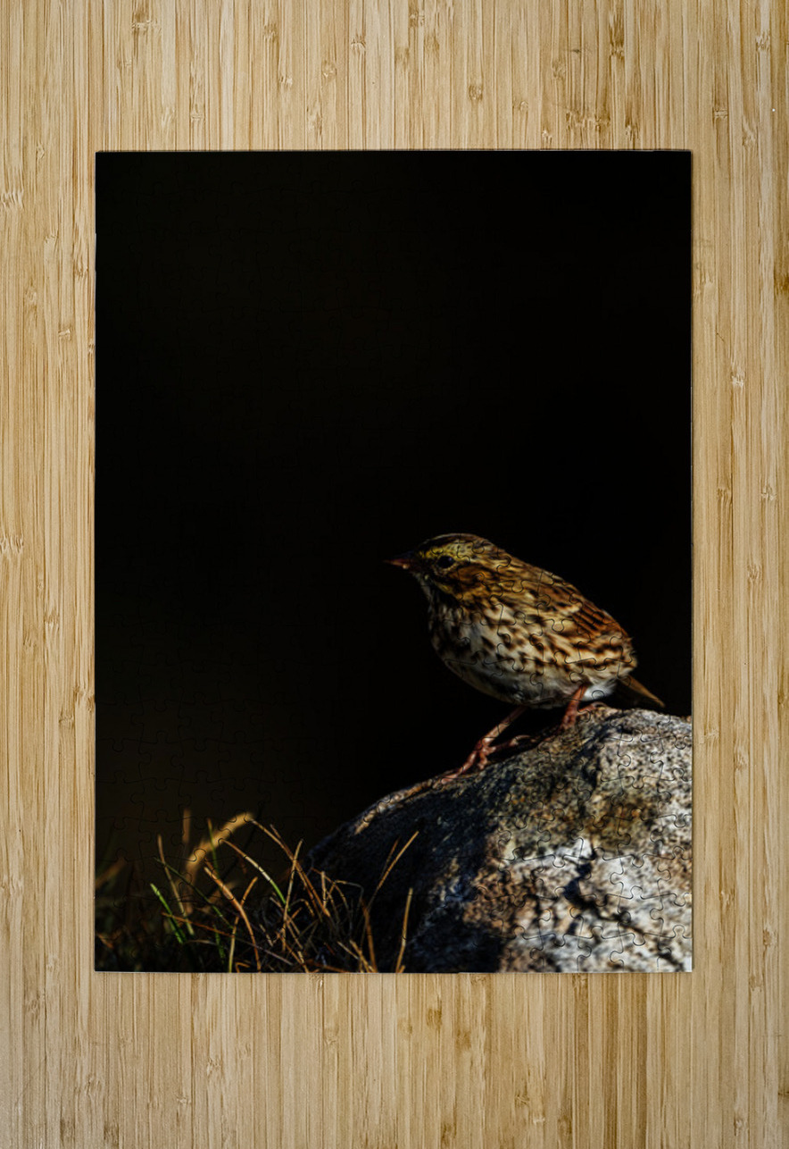 Salty Siskin Francois Lapointe Puzzle printing