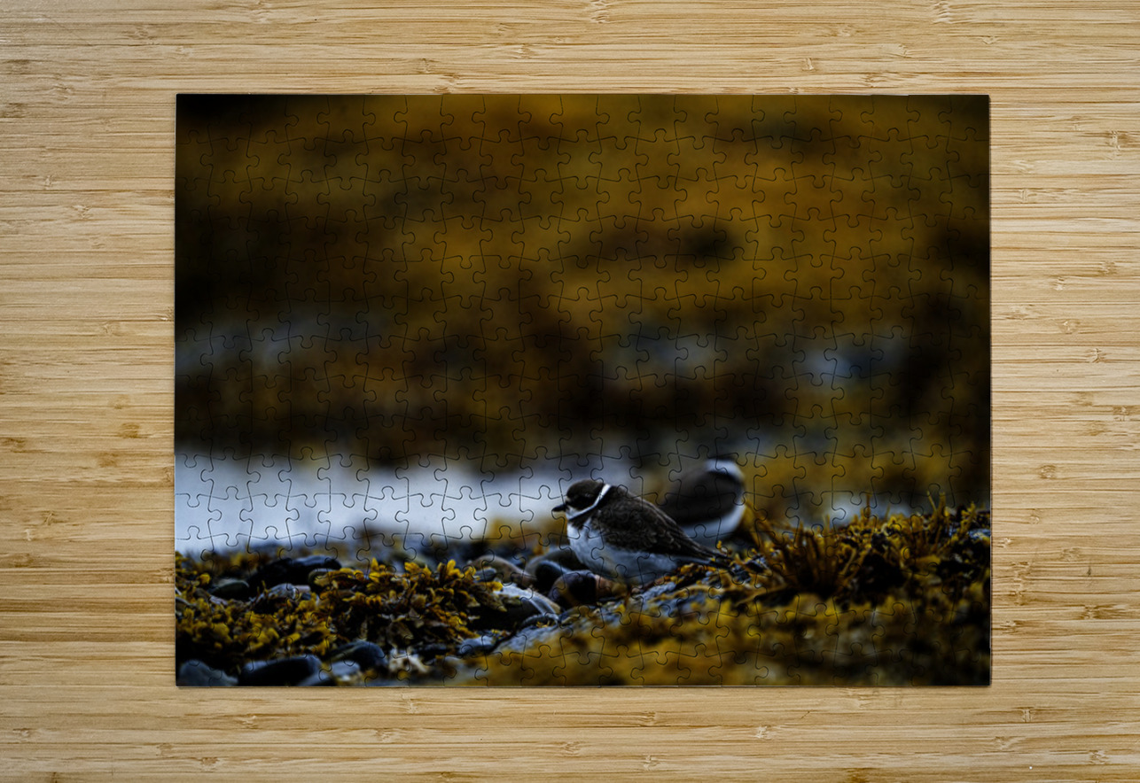 Pretty Plover I Francois Lapointe Puzzle printing