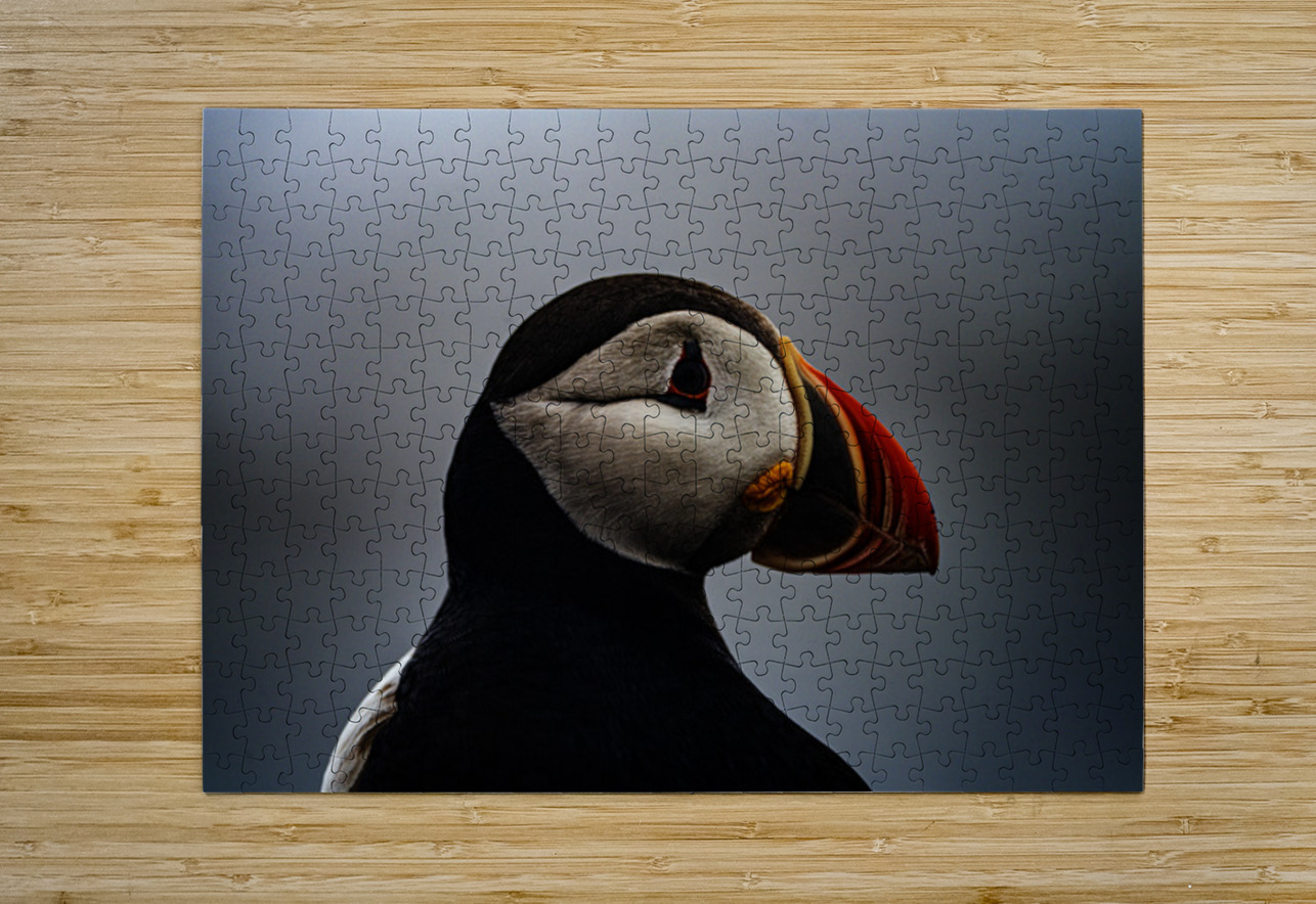 Sea Parrot Francois Lapointe Puzzle printing