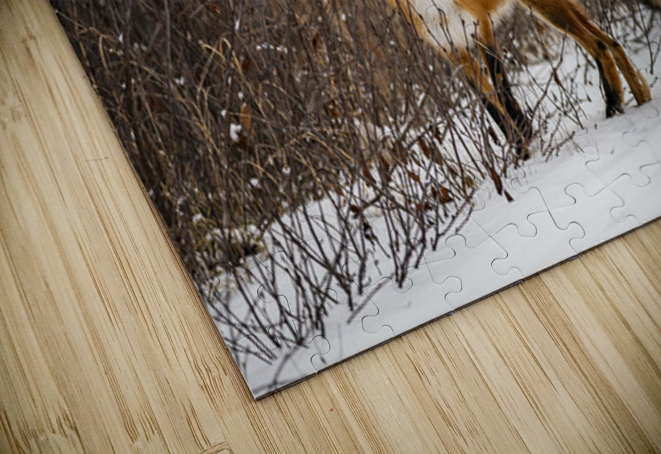 Renard dEeyou Istchee Francois Lapointe Puzzle