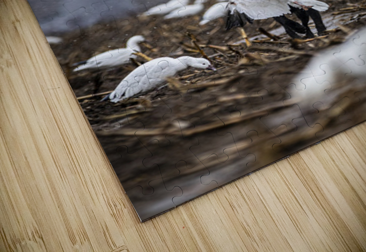 Cole la Legende Francois Lapointe Puzzle