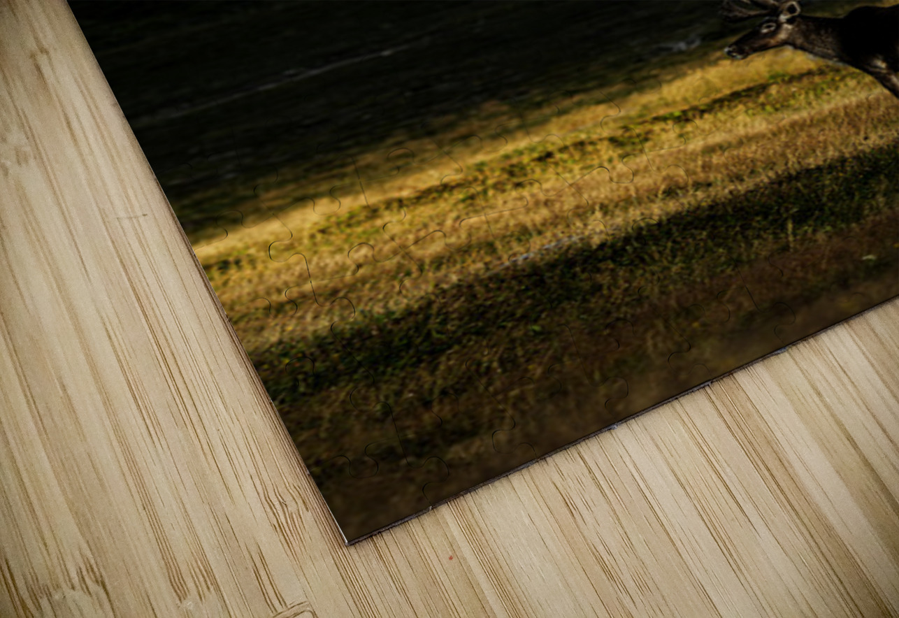 Southern Tundra Bull III Francois Lapointe Puzzle