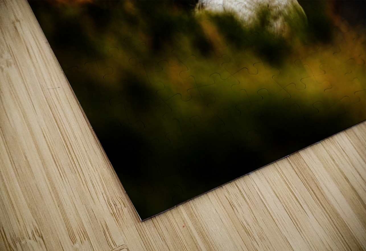 Colorful Francois Lapointe Puzzle