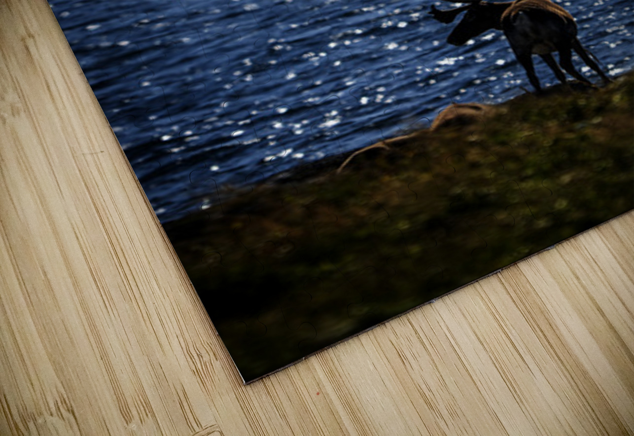 Southern Tundra Bull II Francois Lapointe Puzzle