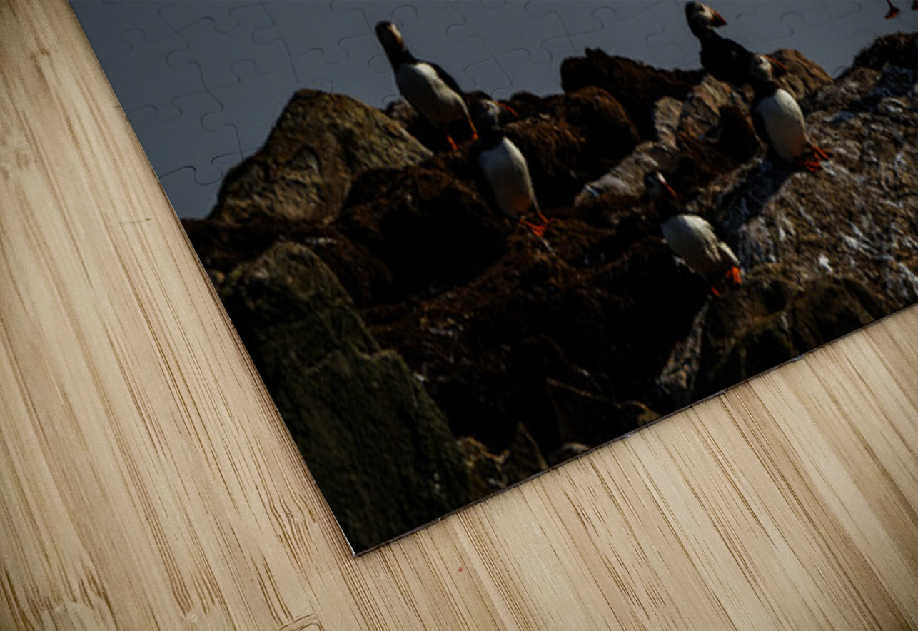 Bounce Francois Lapointe Puzzle