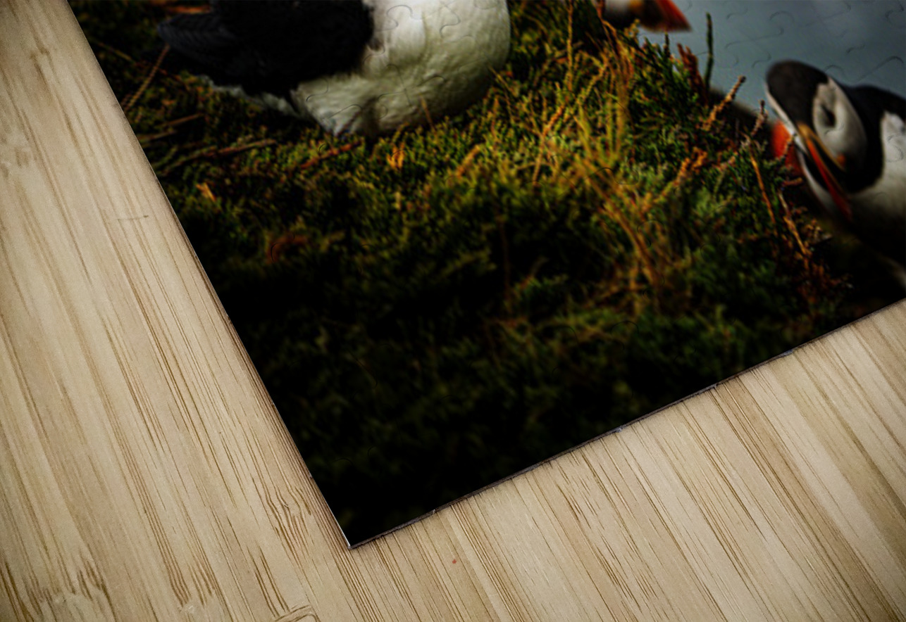 Curious Dude II Francois Lapointe Puzzle