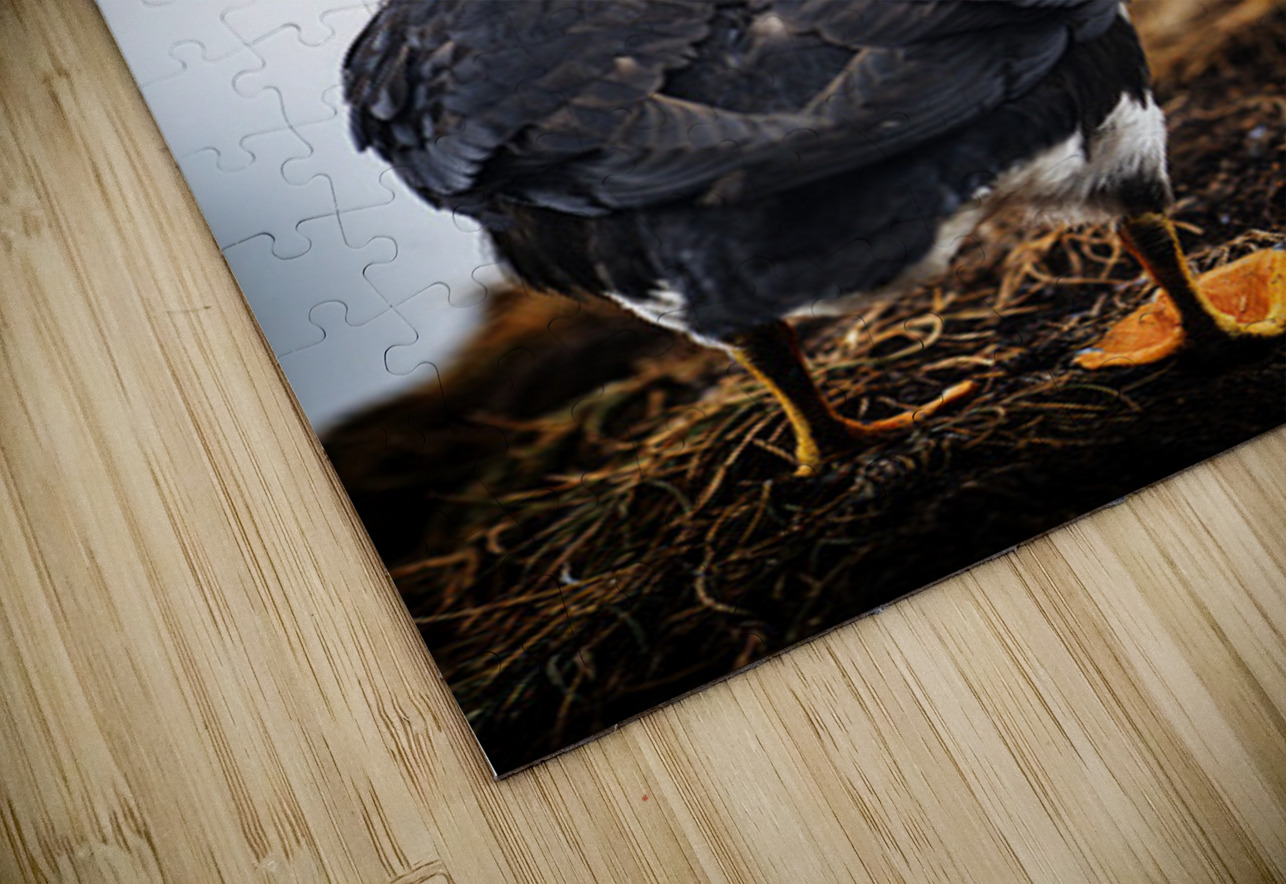 Chilling Puffin III Francois Lapointe Puzzle