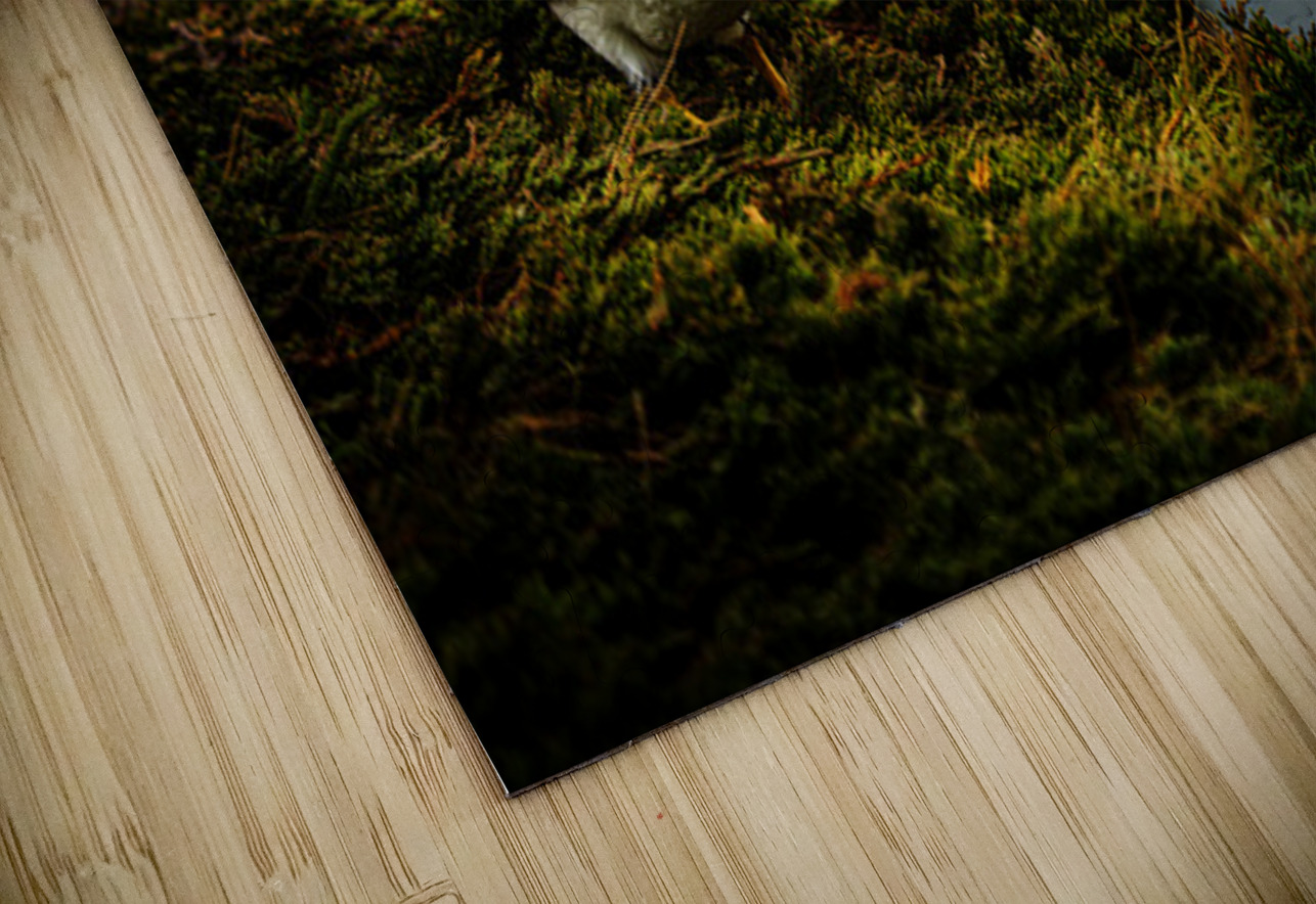 Curious Dude Francois Lapointe Puzzle