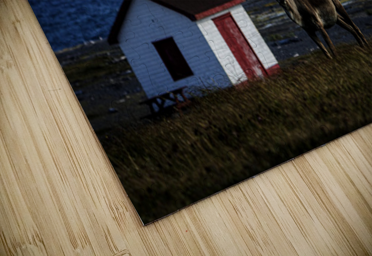 Southern Tundra Bull Francois Lapointe Puzzle