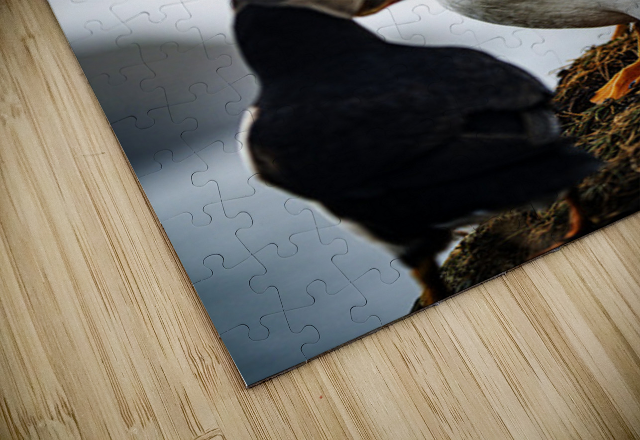 Chillin Puffin II Francois Lapointe Puzzle