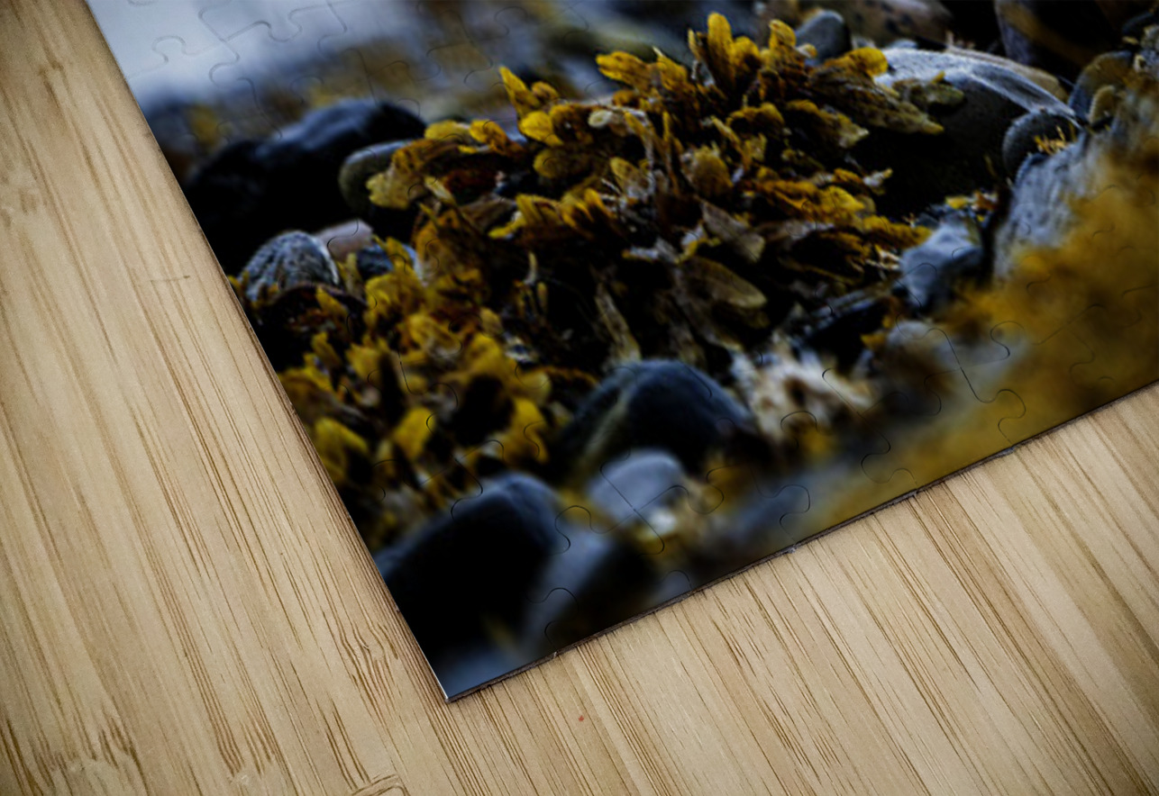 Pretty Plover II Francois Lapointe Puzzle