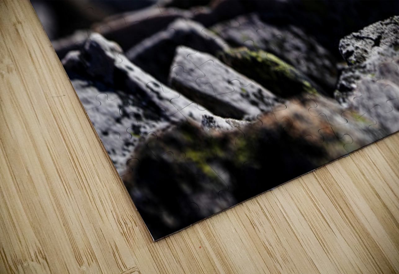 Baritone Bird Francois Lapointe Puzzle