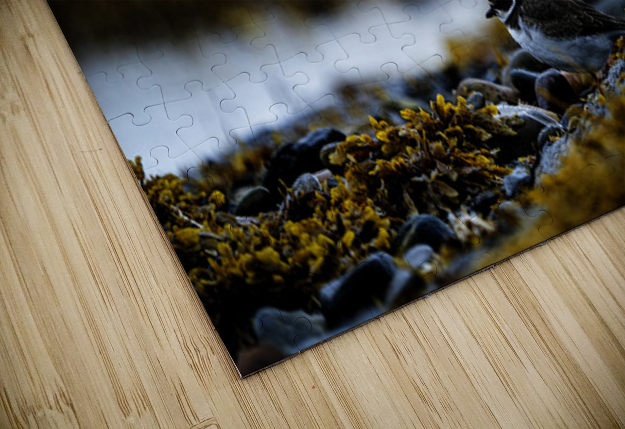 Pretty Plover I Francois Lapointe Puzzle