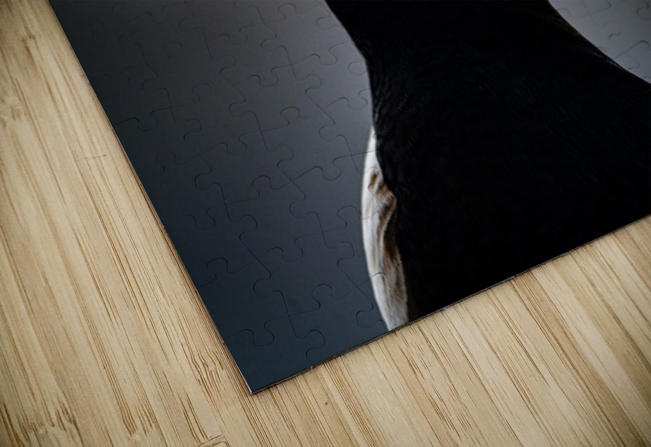 Sea Parrot Francois Lapointe Puzzle